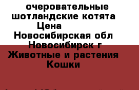 очеровательные шотландские котята › Цена ­ 1 000 - Новосибирская обл., Новосибирск г. Животные и растения » Кошки   